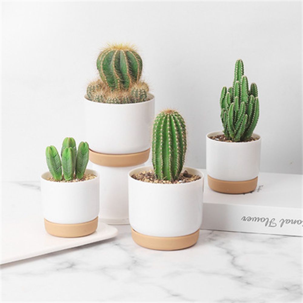 Round Cactus Succulent Plants  - Echeveria Succulent ulasan dan harga