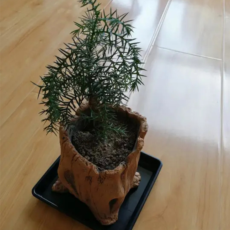 Imitation Wooden Stakes Tree R - Echeveria Succulent ulasan dan harga