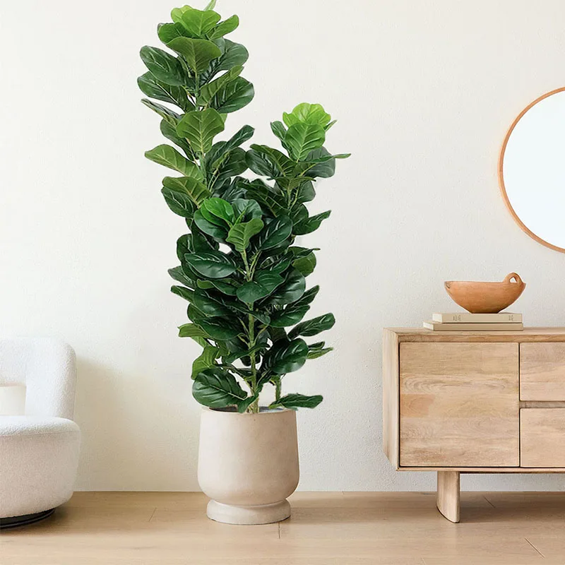 35-150cm Tropical Tree Large F - Ficus Lyrata Tree ulasan dan harga