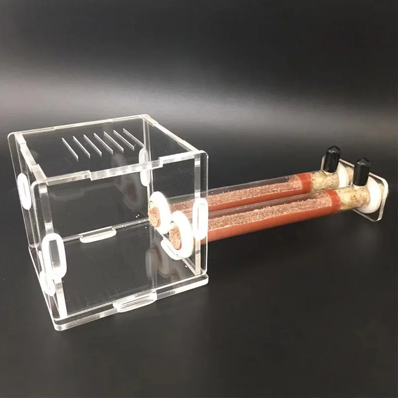 DIY Various Size Ant Farm Bamb - Begonia Rex ulasan dan harga