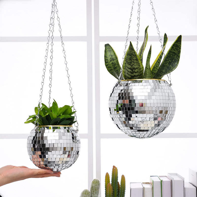 Disco Mirror Ball Hanging Flow - Echeveria Succulent ulasan dan harga