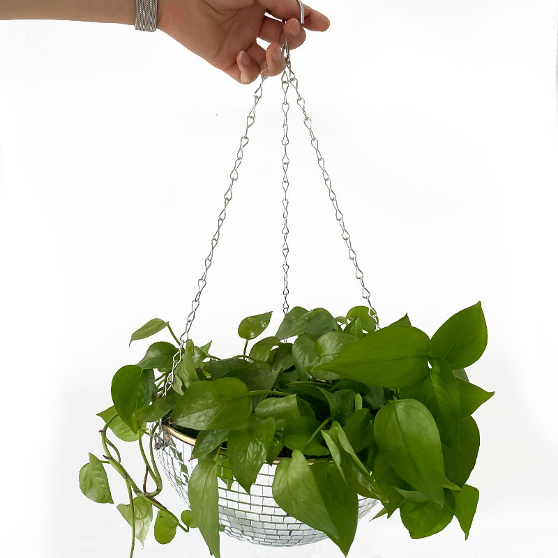 Disco Mirror Ball Hanging Flow - Echeveria Succulent ulasan dan harga